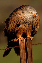 Red kite perched on post. Germany, Europe