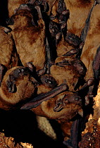 Noctule bats (Nyctalus noctula) roosting. Germany, Europe