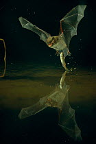 Daubenton's bat catching fish {Myotis daubentoni} Germany