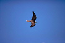 Saker falcon (Falco cherrug) in flight. Germany, Europe