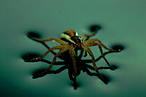 Raft spider (Dolmedes fimbriatus) on water. Germany, Europe