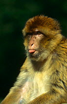 Barbary ape {Macaca sylvanus} with tongue sticking out, Captive