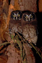 Tengmalm's owls juveniles (Aegolius funereus). Germany, Europe