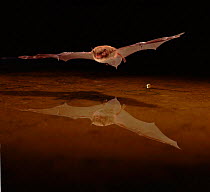 Daubenton's bat (Myotis daubentoni) flying over water. Germany, Europe