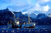 Norwegian fishing boat hauling herring net, surrounded by gulls Tysfjord, Norway