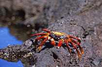Sally lightfoot crab {Grapsus grapsus} Galapagos