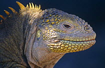 Land iguana {Conolophus subcristatus} Plaza Island, Galapagos
