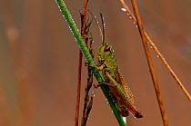 Meadow grasshopper (Chorthippus parallelus).  Kalmthoutse Heide, Belgium, Europe