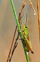 Meadow grasshopper (Chorthippus parallelus) Kalmthoutse Heide, Belgium