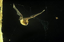 Geoffroy's bat {Myotis emarginatus} hunting spider in flight, Germany