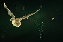 Geoffrey's bat hunting spider in flight {Myotis emarginatus} Germany