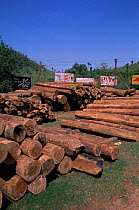 Felled hardwood timber stacked up, taken from local rainforest, Arunachal Pradesh, North East India