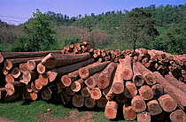 Felled hardwood timber stacked up, taken from local rainforest, Arunachal Pradesh, North East India