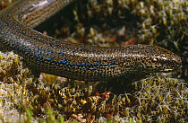 Male Slow worm with blue markings {Anguis fragilis} Purbeck, Dorset, UK