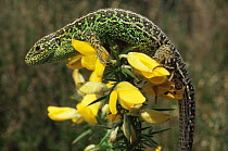 Sand lizard {Lacerta agilis} male on gorse flowers, Purbeck, Dorset UK