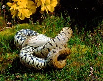 Grass snake female feigning death - defensive behaviour, UK
