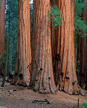 Giant sequoia trees showing fire damage to bark. Thick bark protects tree from heat and fire is important for the germination of seeds. Sequoia NP, California, USA