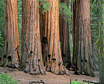 Giant sequoia trees showing fire damage Sequoia NP, CA, USA {Sequoidendron giganteum} Bark protects tree from heat of fire. Fire is important for the germination of seeds