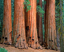 Giant sequoia trees showing fire damage on trunks - fire is important for the germination of seeds and the thick bark protects the tree from heat of fire. Sequoia NP, California, USA {Sequoidendron gi...