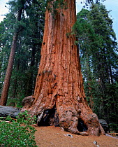 Giant sequoia tree in Sequoia NP, California, USA