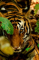 Tiger (Panthera tigris) in undergrowth. Khana NP, Madhya Pradesh, India
