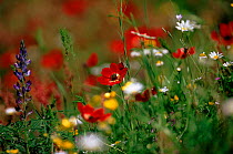 Wildflowers in olive grove. Lesbos, Greece, Europe