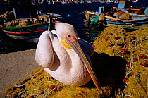 Eastern white pelican (Pelecanus onocrotalus). Kalloni harbour, Lesbos, Greece, Europe