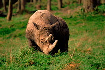 Sumatran rhinoceros (Decerorhinus sumatrensis)