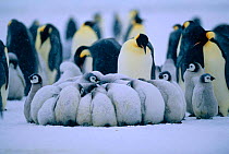 Emperor penguin chicks in creche huddling together for warmth {Aptenodytes forsteri} Weddell sea, Antarctica Dawson-Lambton glacier