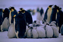Emperor penguin chicks in creche (Aptenodytes forsteri). Dawson-Lambton glacier, Weddell sea, Antarctica
