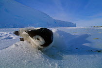 Dead Emperor penguin (Aptenodytes forsteri) chick, Dawson-Lambton Glacier, Weddell sea, Antarctica