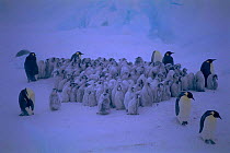 Emperor penguin chicks (Aptenodytes forsteri) in large creche, -40C and 70mph wind. Dawson-Lambton glacier, Weddell Sea, Antarctica