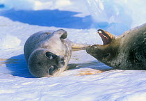 Weddell seal (Leptonychotes weddelli) mother lying upside down with mouth open near pup, Weddell Sea, Antarctica