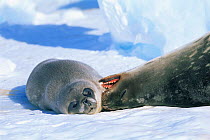 Weddell seal mother with pup {Leptonychotes weddelli} Weddell sea, Antarctica