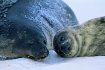 Weddell seal mother with pup {Leptonychotes weddelli} Weddell sea, Antarctica