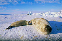 Weddell seal mother with pup {Leptonychotes weddelli} Weddell sea, Antarctica.