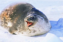 Weddell seal female {Leptonychotes weddelli} Weddell sea, Antarctica
