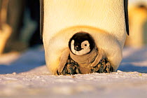 Emperor penguin {Aptenodytes forsteri} chick between feet of adult. Antarctica Dawson-Lambton glacier Weddell Sea. November