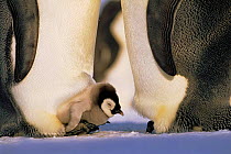 Emperor penguin chick between feet of adult (Aptenodytes forsteri). Dawson-Lambton glacier, Weddell Sea, Antarctica (November)
