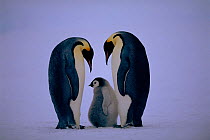 Emperor penguin pair in courtship ritual with chick (Aptenodytes forsteri). Dawson-Lambton glacier, Weddell Sea, Antarctica (November)