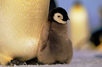 Emperor penguin chick (Aptenodytes forsteri). Dawson-Lambton glacier, Weddell Sea, Antarctica (November)