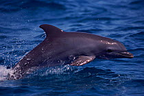 Bottlenose dolphin porpoising, Bahamas, Carribean