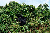 Mountain gorilla 'Rafiki' feeding {Gorilla gorilla beringei}, Virunga NP, Zaire