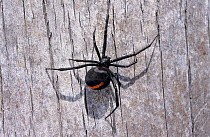 Red backed spider {Latrodectus hasselti} on tree trunk, Queensland, Australia