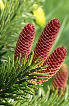 Sitka spruce cones {Picea sitchensis}
