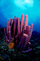 Stove Pipe sponge {Aplysina archeri} Bonaire, Caribbean