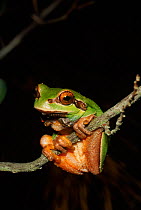 Pine barrens treefrog male {Hyla andersoni} New Jersey, USA