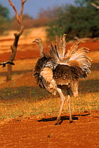 Ostrich (Struthio camelus) displaying. Zimbabwe, Southern Africa