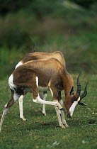 Bontebok {Damaliscus dorcas} scratching head with rear hoof, South Africa