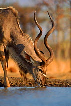 Greater kudu (Tragelaphus strepsiceros) males drinking. Zimbabwe, Southern Africa
